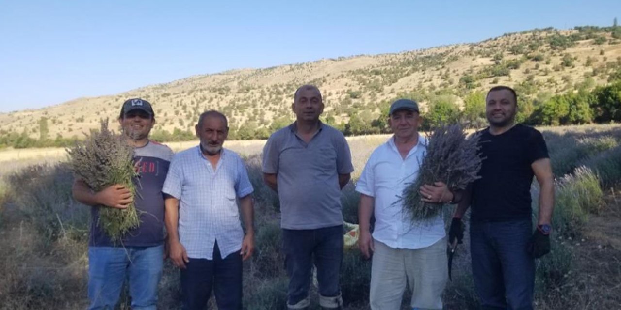 Giresun’da lavanta hasadı başladı