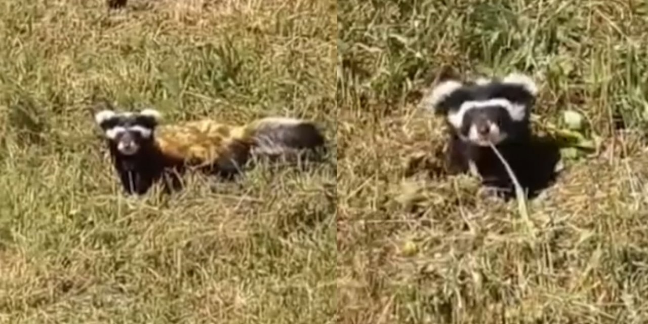 Bayburt'ta alaca sansar görüldü