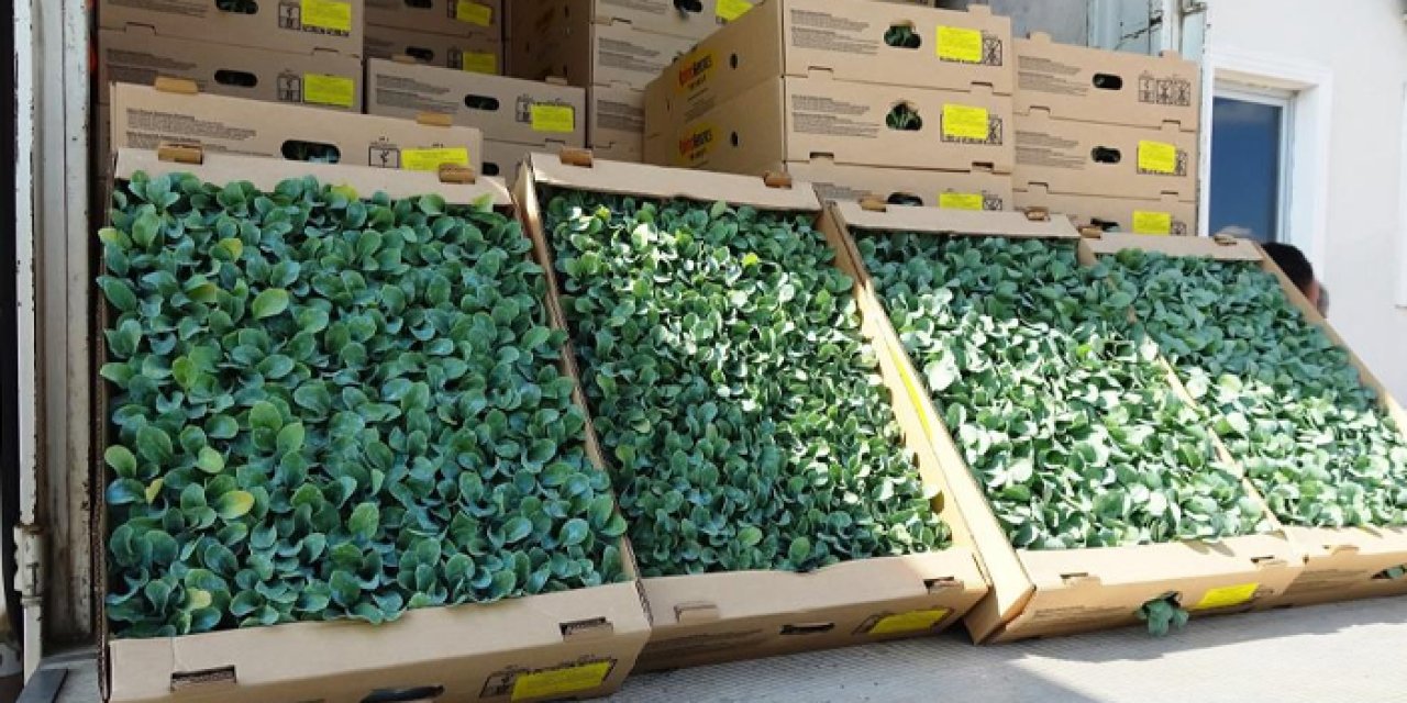 Samsun'da 240 bin fide dağıtımı yapıldı