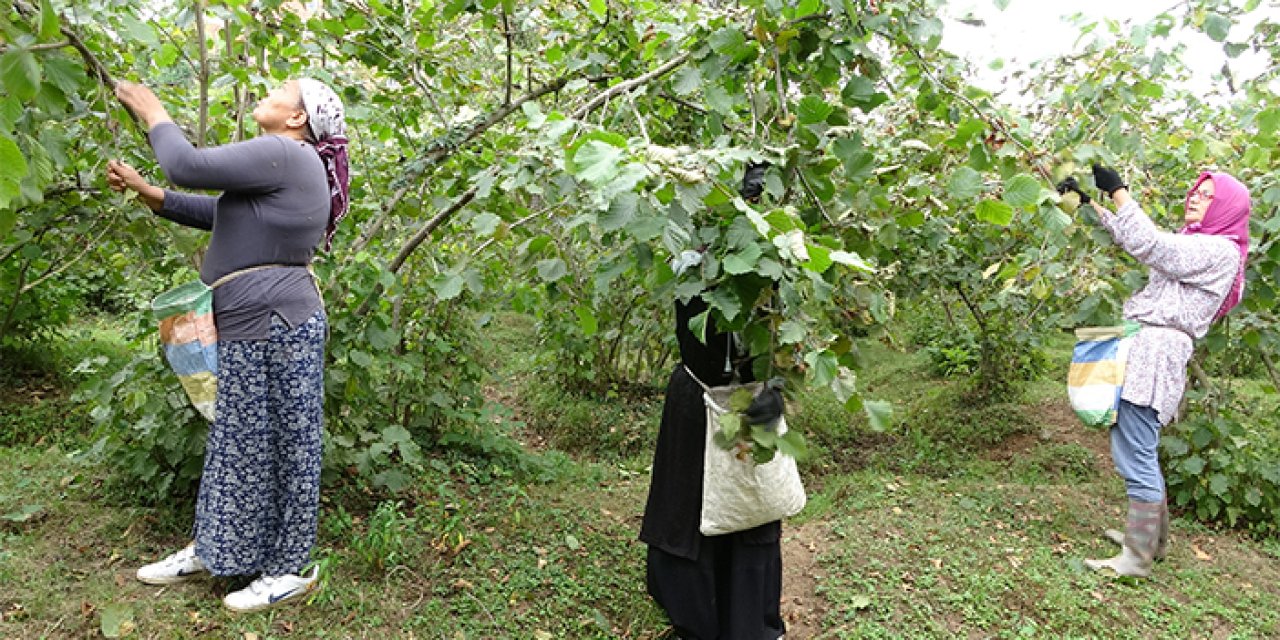 Ordulu üreticilerden fındık fiyatları değerlendirmesi
