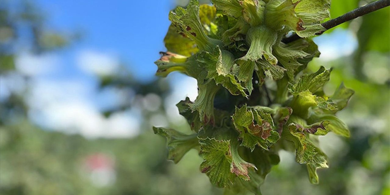 Trabzon ve çevre illerde fındık hasadı başladı