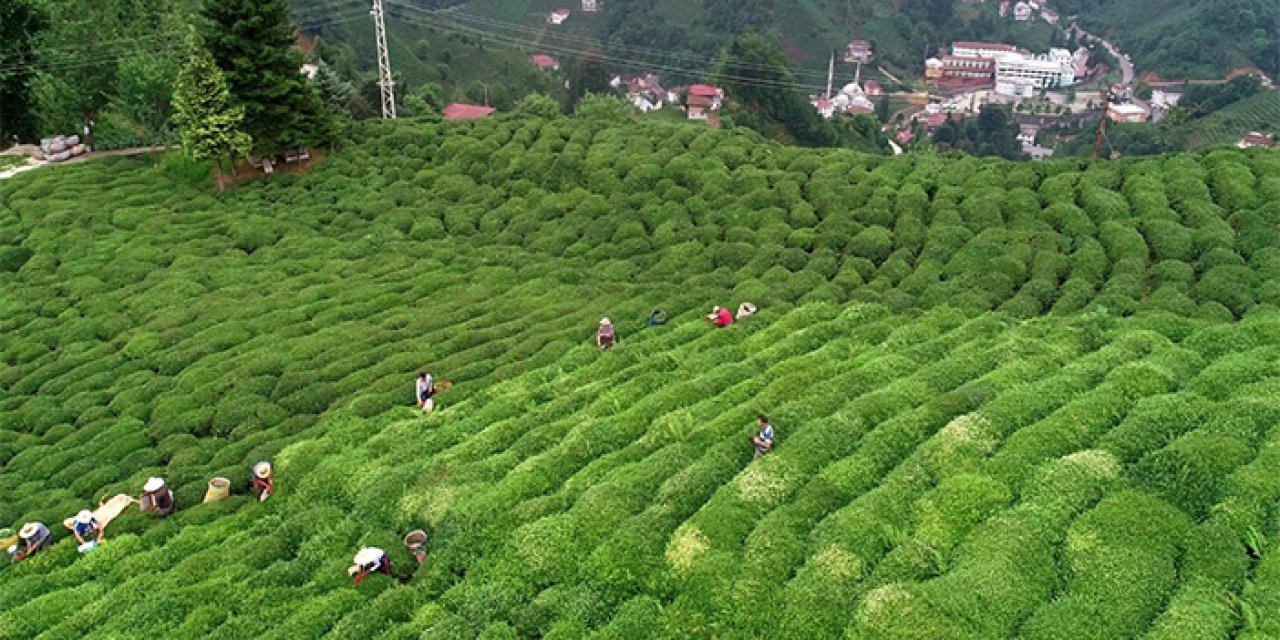 Türk çayı ihracatı 7 ayda yüzde 30 arttı
