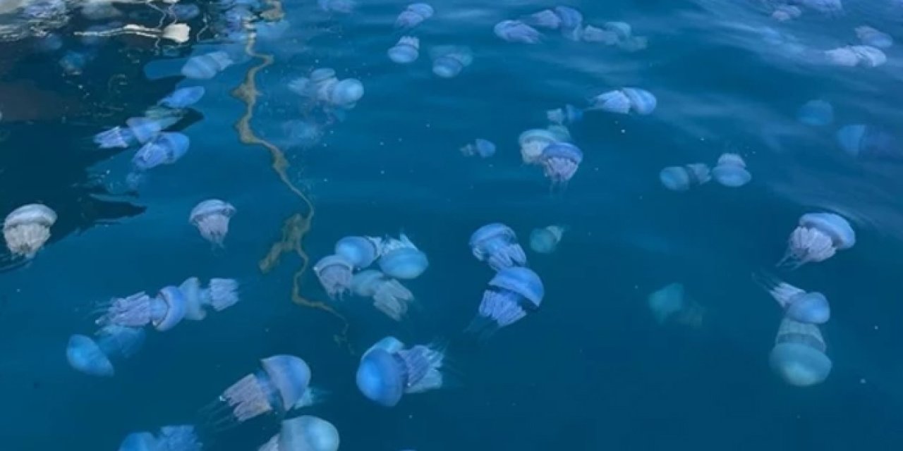 İzmir'de deniz anası istilası