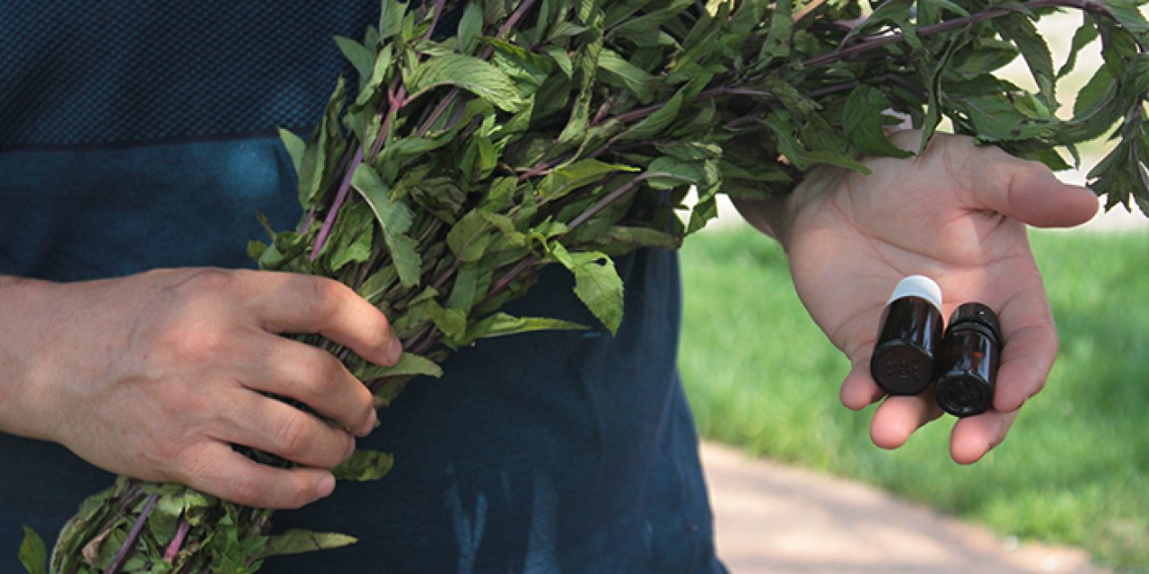 Ordu'da üretilen bu yağın litresinin fiyatı dudak uçuklatıyor