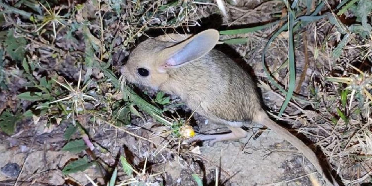 Nesli tükeniyordu! Arap tavşanı Bayburt'ta görüldü
