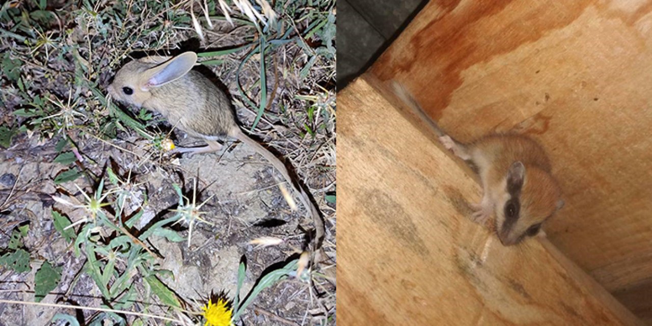 Nesli tükenme tehlikesi altında! Bayburt'ta görüldü