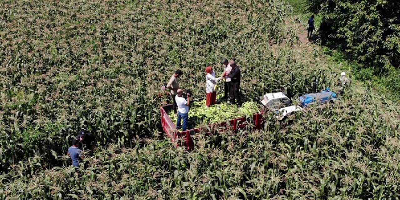 Türkiye’nin meşhur Mardar mısırında hasat başladı