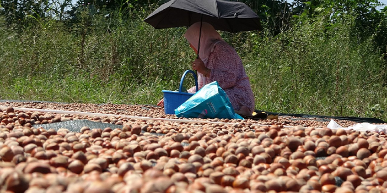 Ordu'da üreticilerin zorlu fındık kurutma mesaisi başladı