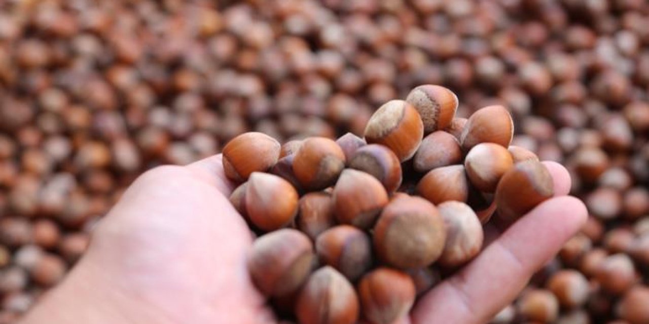 Fındık üreticilerine ‘dolandırıcılık' uyarısı