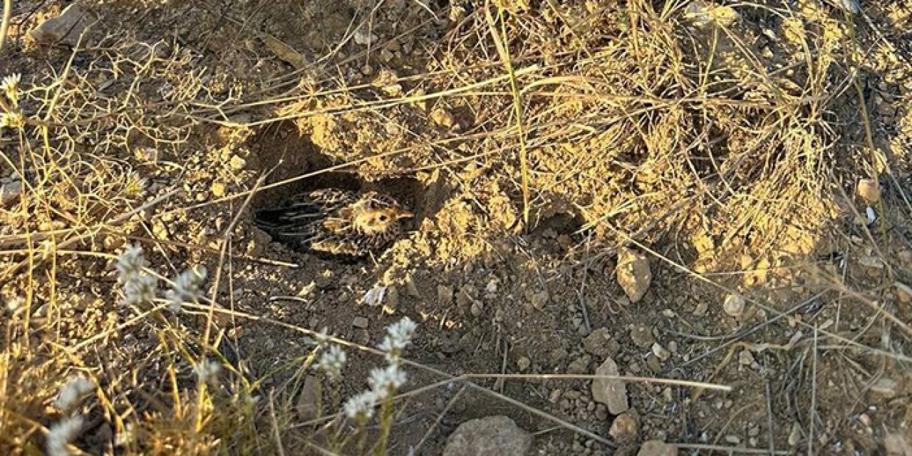 Bayburt'ta yangın ortasında kalan bıldırcın için ekipler seferber oldu