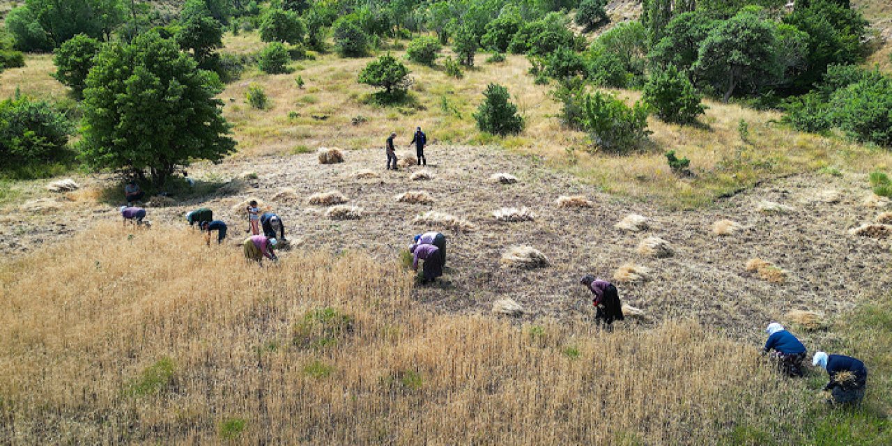 Bayburt'ta kadınlar komşularının buğdayını imece usulü biçti
