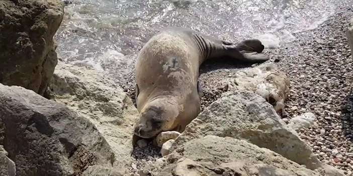 Akdeniz foklarının yaşam alanı deniz mağaraları korunacak