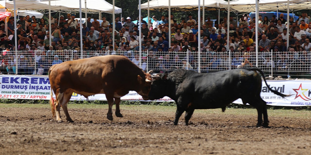 Artvin’de boğalar bu kez Türkiye şampiyonluğu için kapıştı