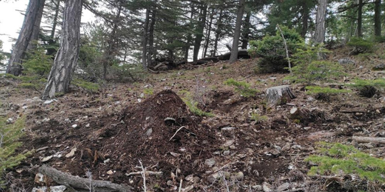 Dumansız yangına karınca müdahalesi! Yangınlardan fazla zarar veriyor