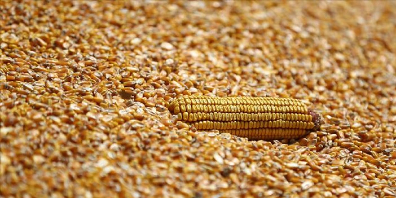 Mısır alım fiyatları açıklandı