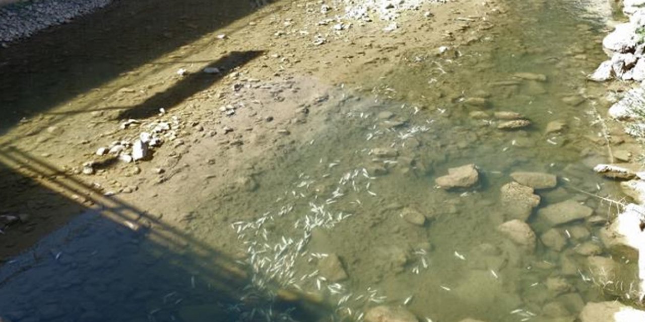 Gümüşhane’de Harşit Çayı balık mezarlığına döndü
