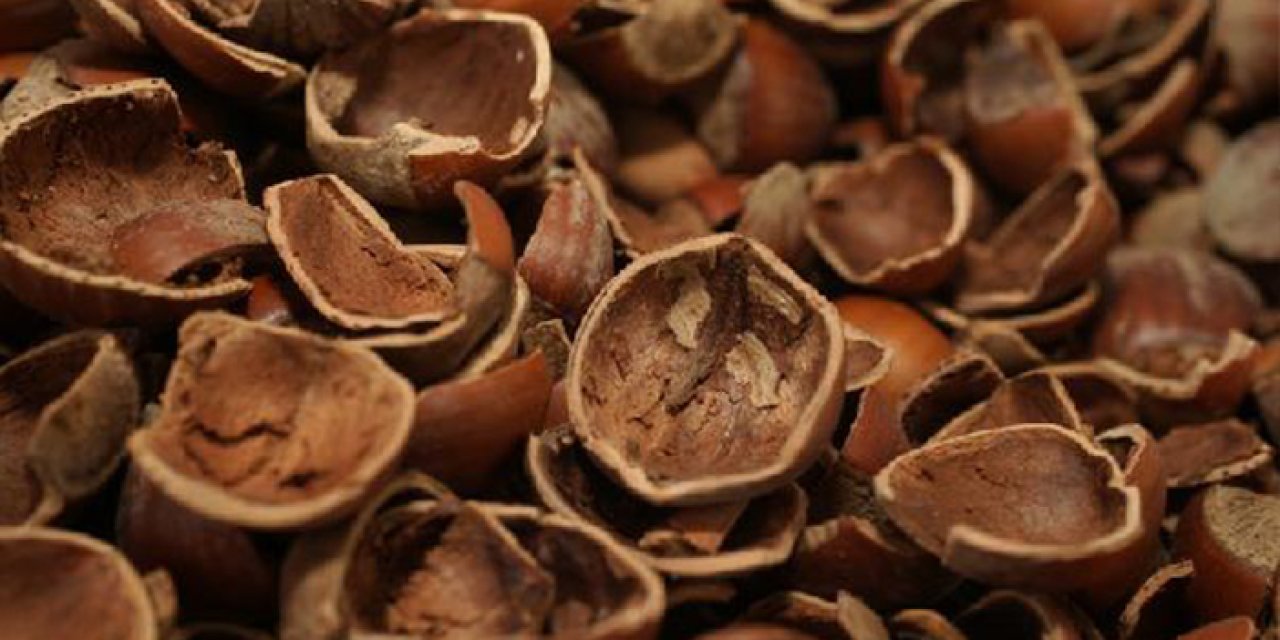 Fındıkta 'boş' oranı 20 yılın en yüksek seviyesinde