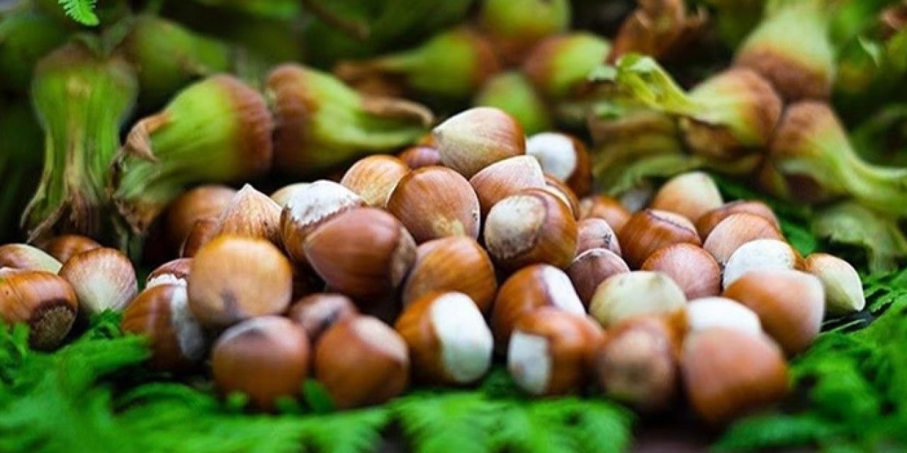 FİSKOBİRLİK fındık alımlarına başladı - 24 Ağustos 2023