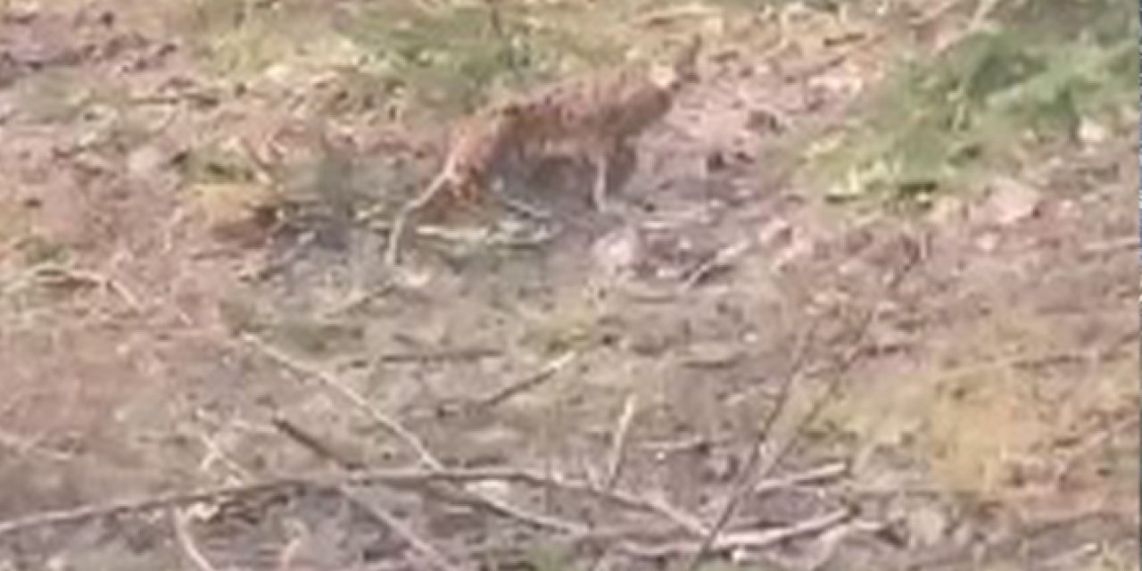 Gümüşhane'de nesli tükenen vaşakla sohbet eden vatandaş güldürdü