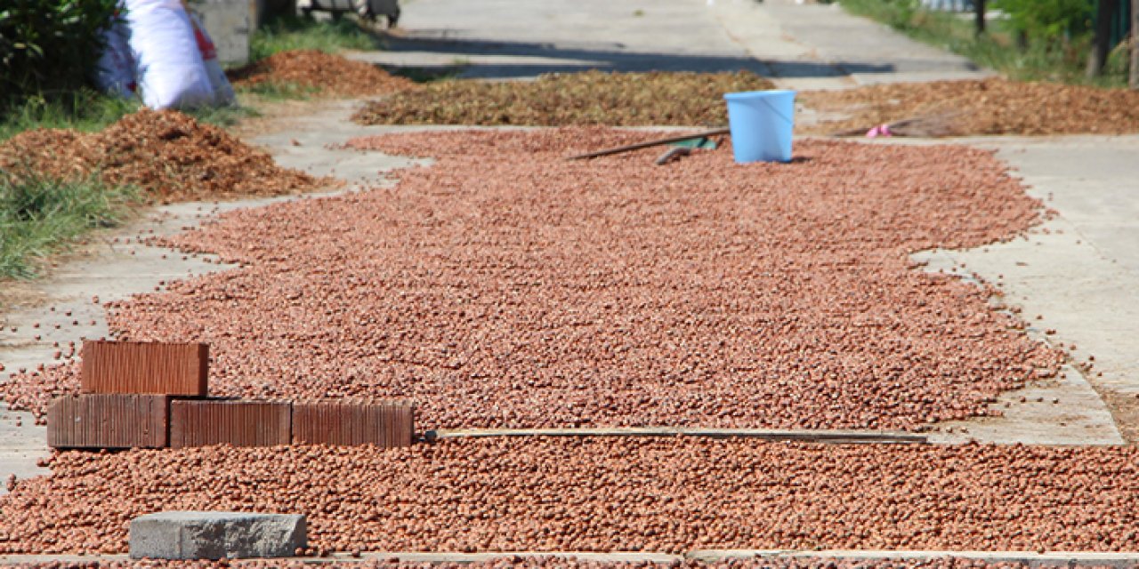 Trabzon'da fındık hasadı devam ediyor! "En büyük korkum ise..."