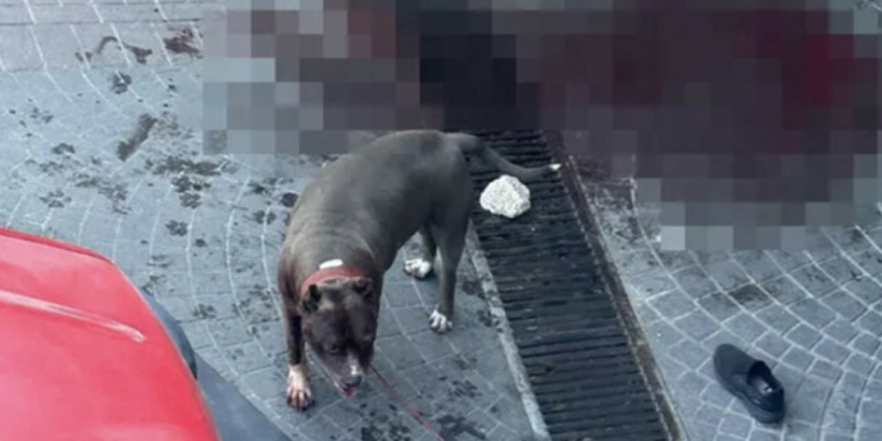 Başıboş bırakılan Pitbull yaşlı adamı feci yaraladı