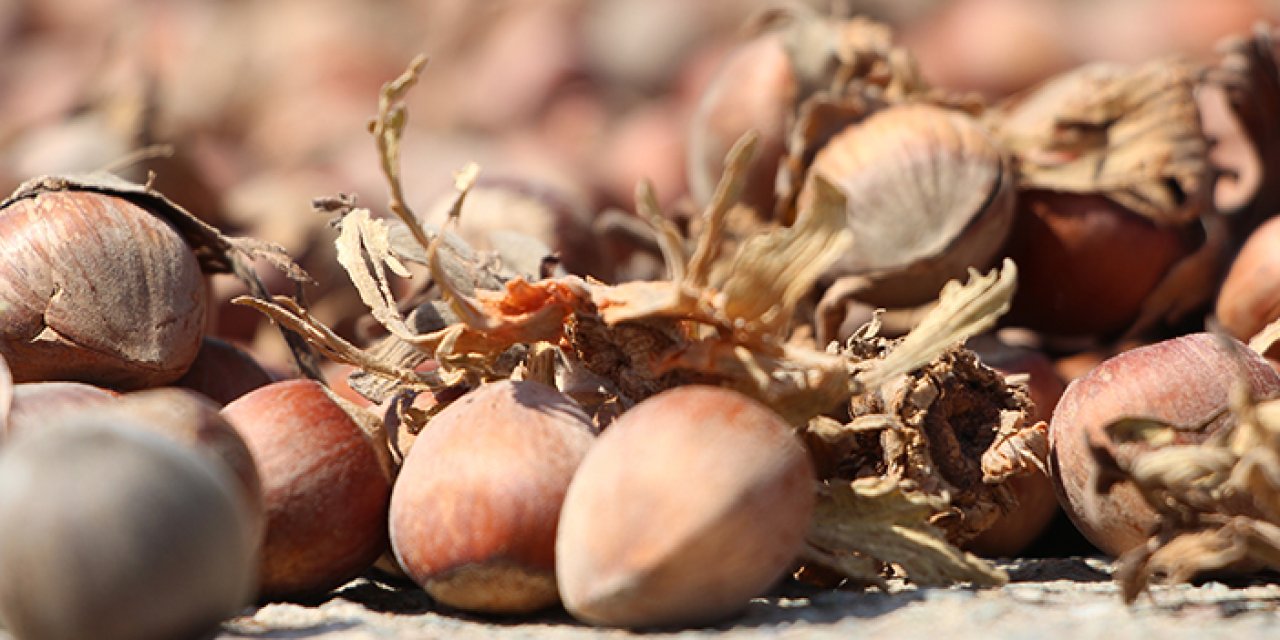 Türkiye'ye fındık ihracatından son 10 yılda milyarlarca dolar gelir
