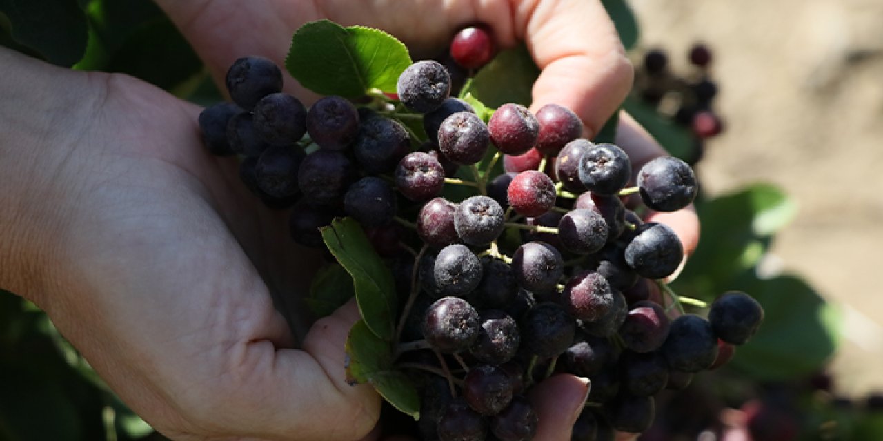 Bayburt'ta süper meyve çiftçinin gelir kapısı