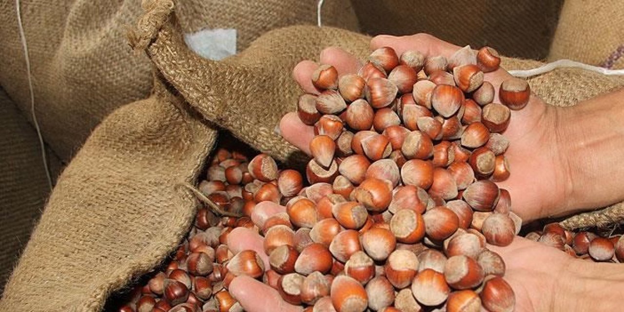 TMO Giresun'da fındık alımlarına başladı