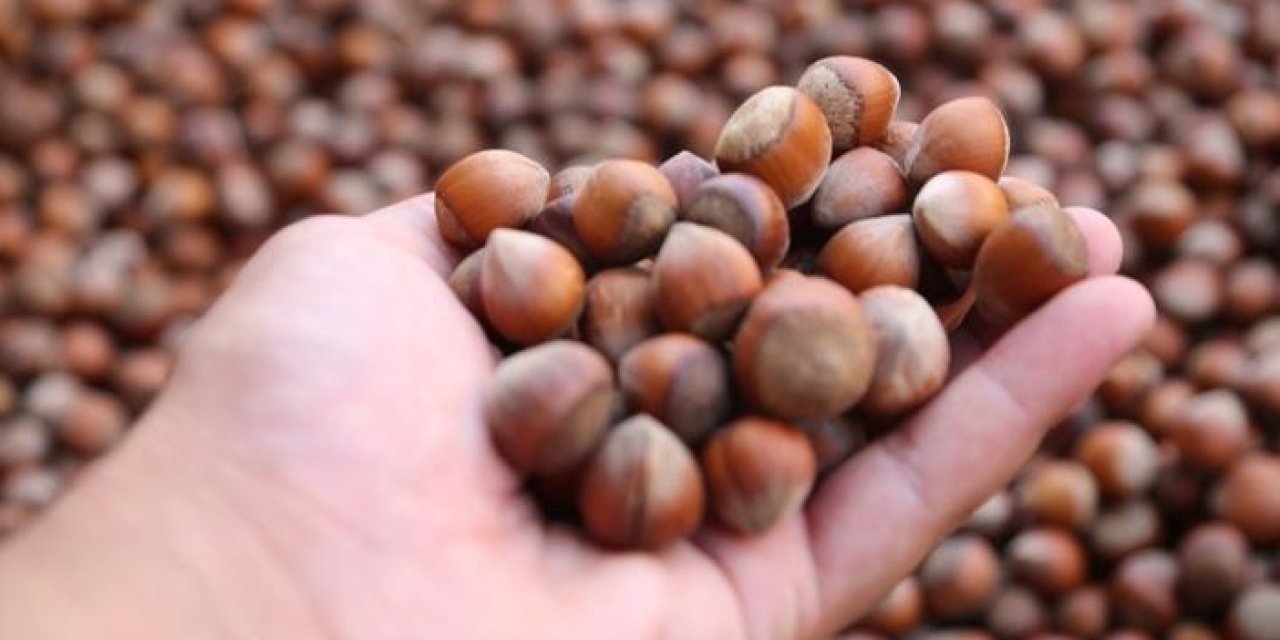 TMO Ordu'da fındık alımına başladı