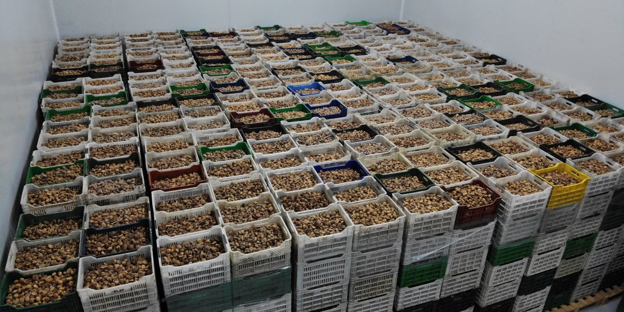 Kuru incir fiyatı ne kadar? Kuru incir fiyatları açıklandı