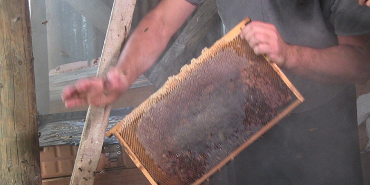 Macahel balı Anzer Balı'na rakip oluyor