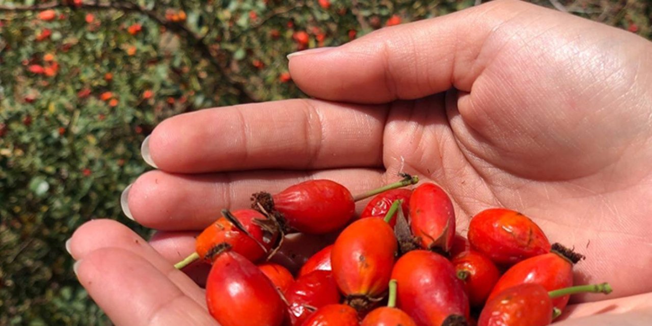 Bayburt'ta kuşburnunun hasat dönemi yaklaştı