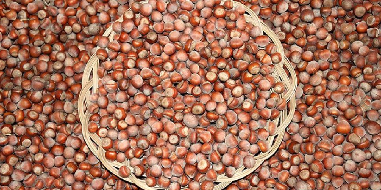 Toplam fındık ihracatının büyük kısmı Trabzon'dan