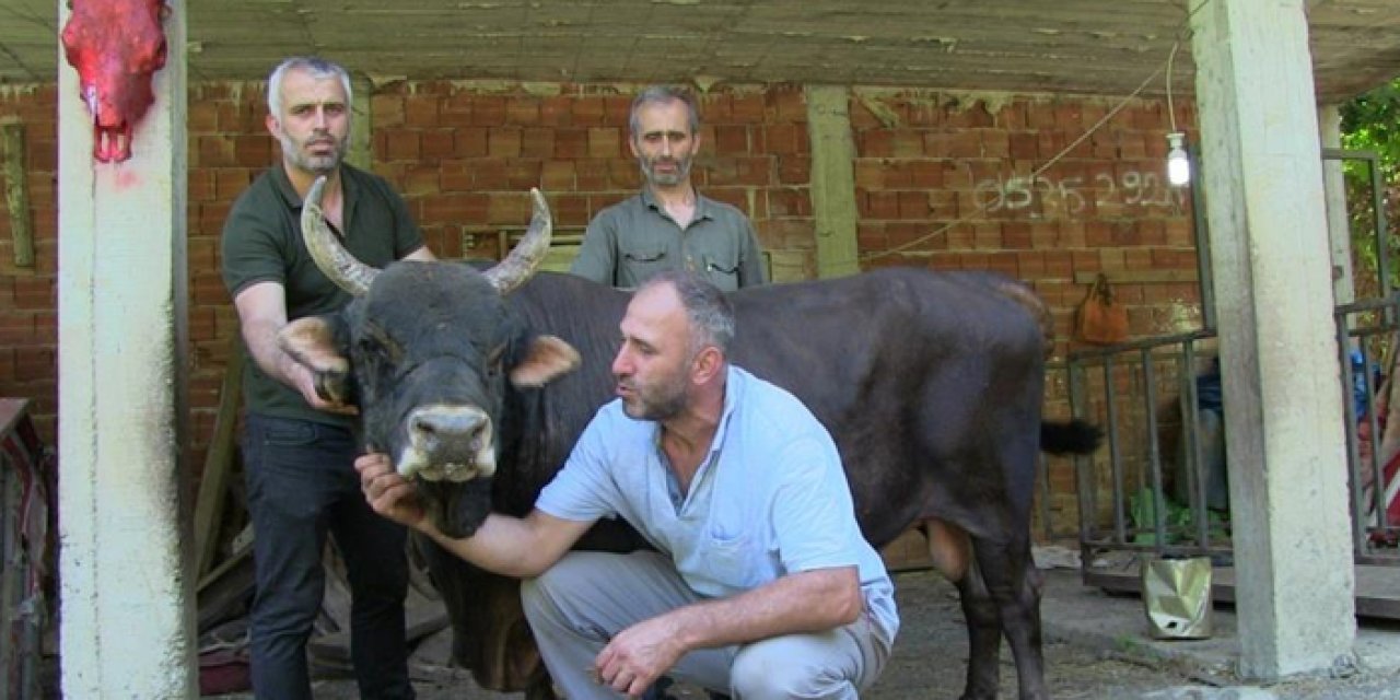 Artvin'de 24 yaşındaki şampiyon boğa sahibi ne derse anlıyor!