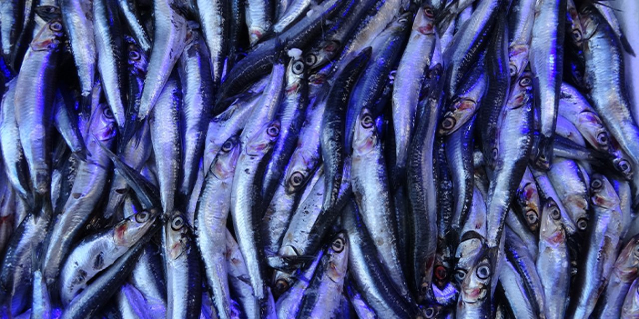 Trabzon'da hamsi tezgahlarda yerini aldı