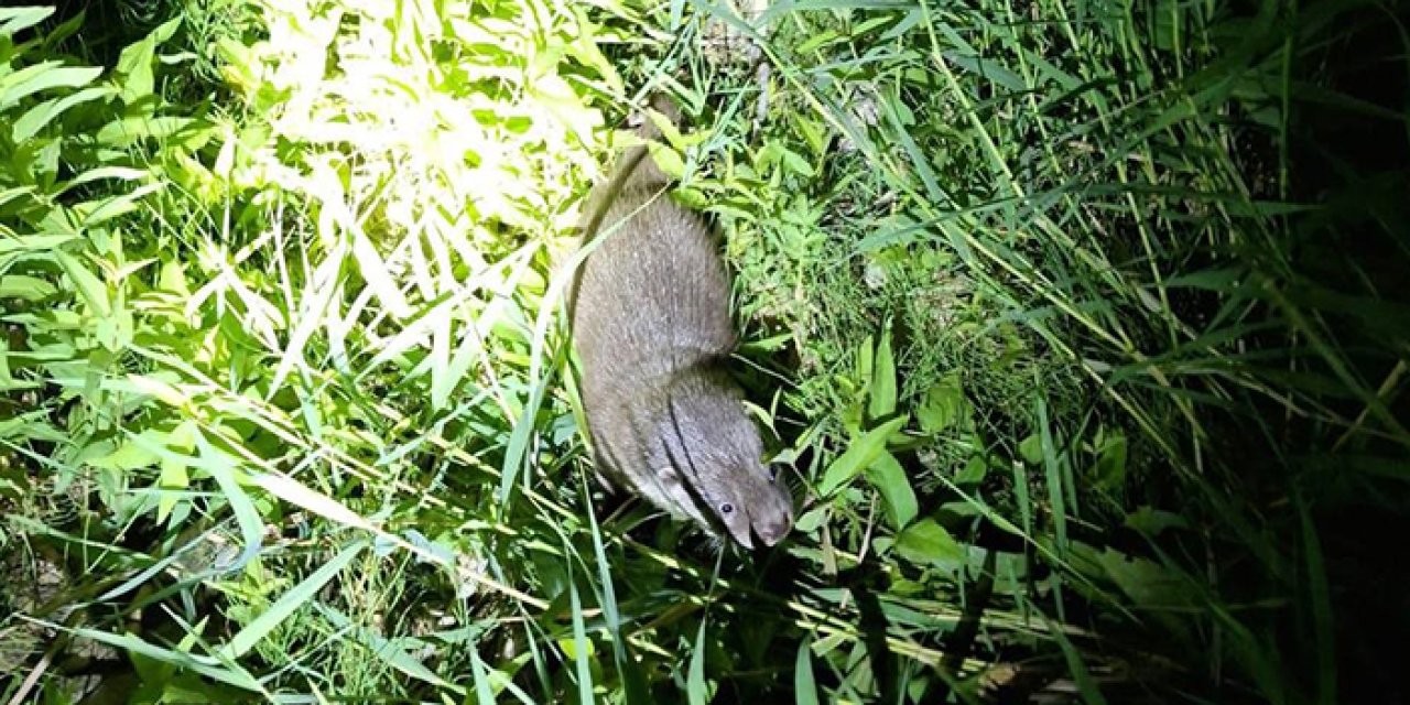 Uzun zamandır görünmüyordu! Bayburt'ta yeniden ortaya çıktı