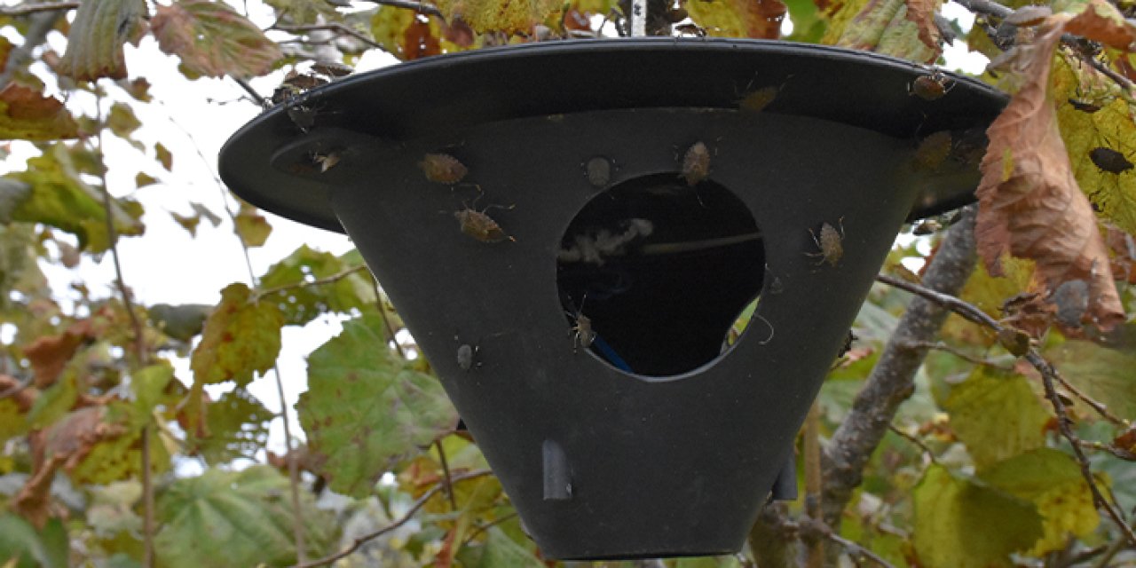 Ordu'da kahverengi kokarcaya karşı samuray arısı