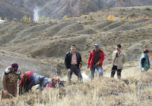 Gümüşhane'de ağaçlandırma