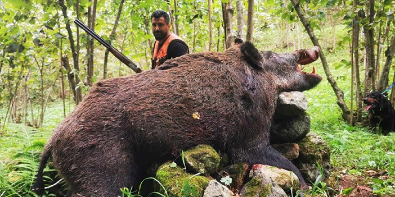 Trabzonlu avcılar 300 kiloluk domuz avladı