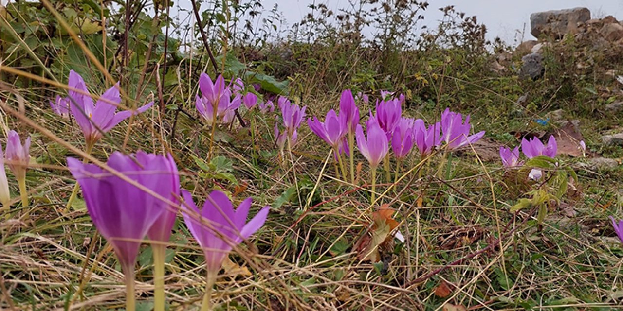 Kışın habercisi Vargit Çiçekleri kendini gösterdi