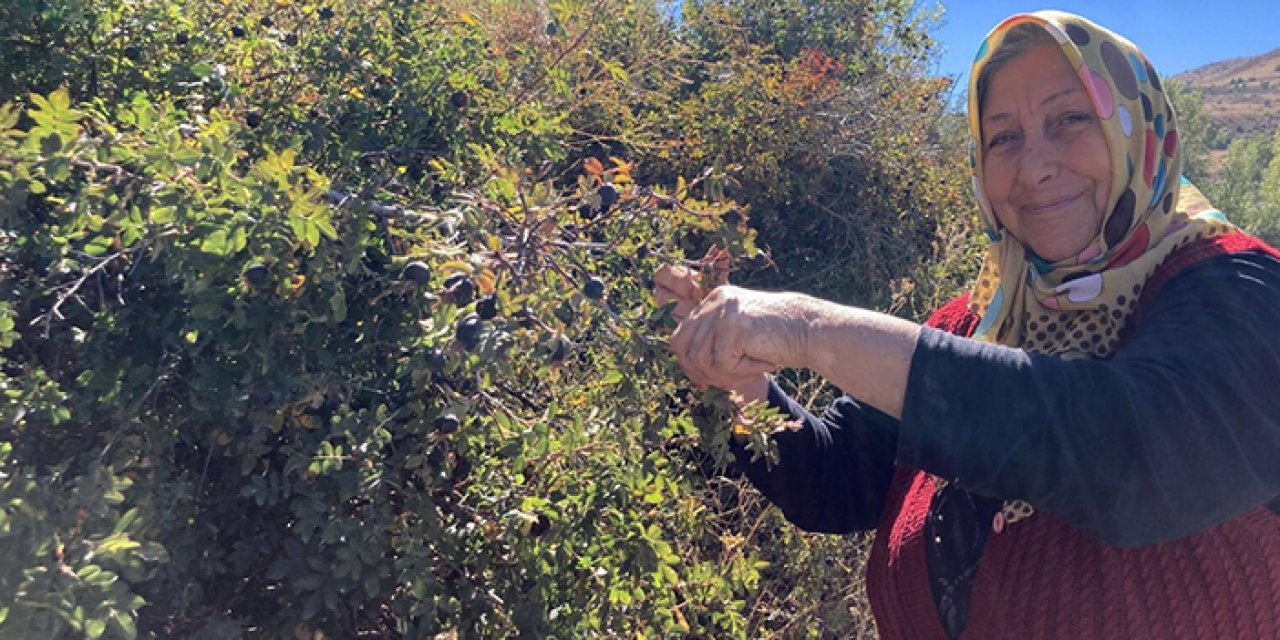 Bayburt'ta şeker hastası eşi için koyungözü meyvesi topluyor
