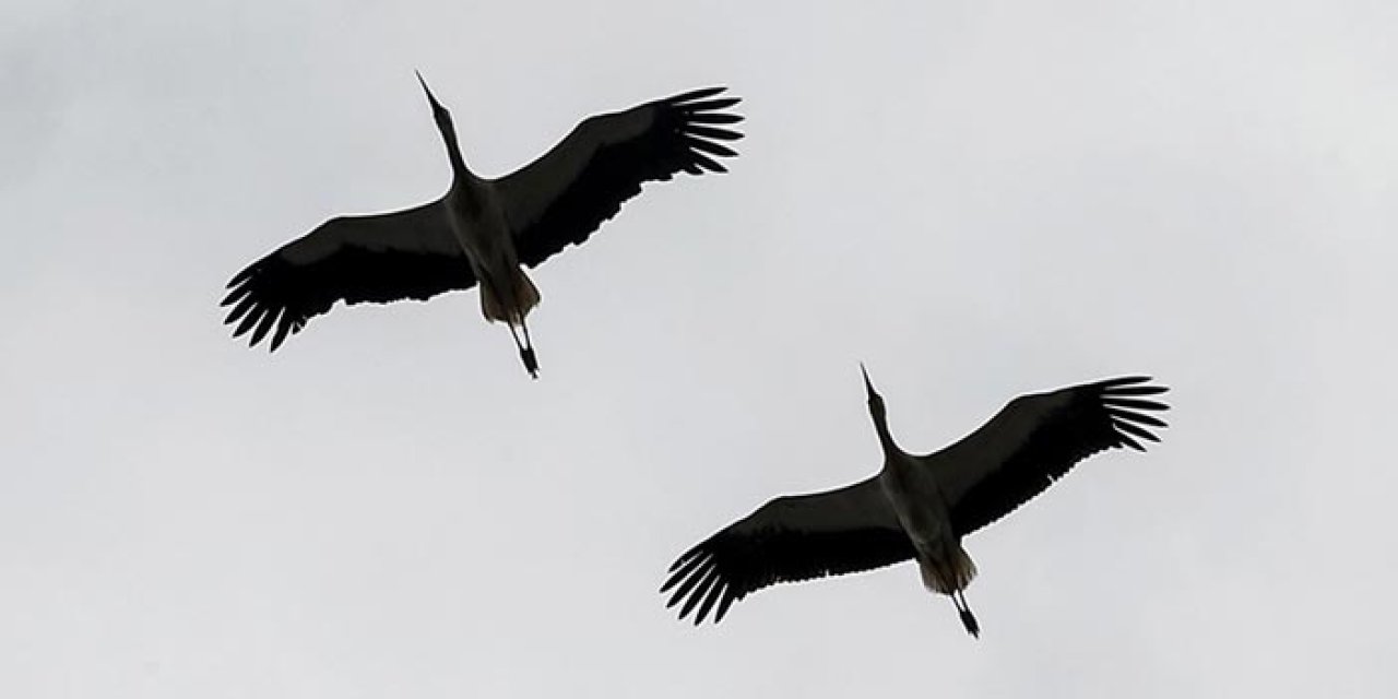Leyleklerin erken göç etmesi sert geçecek kışa işaret