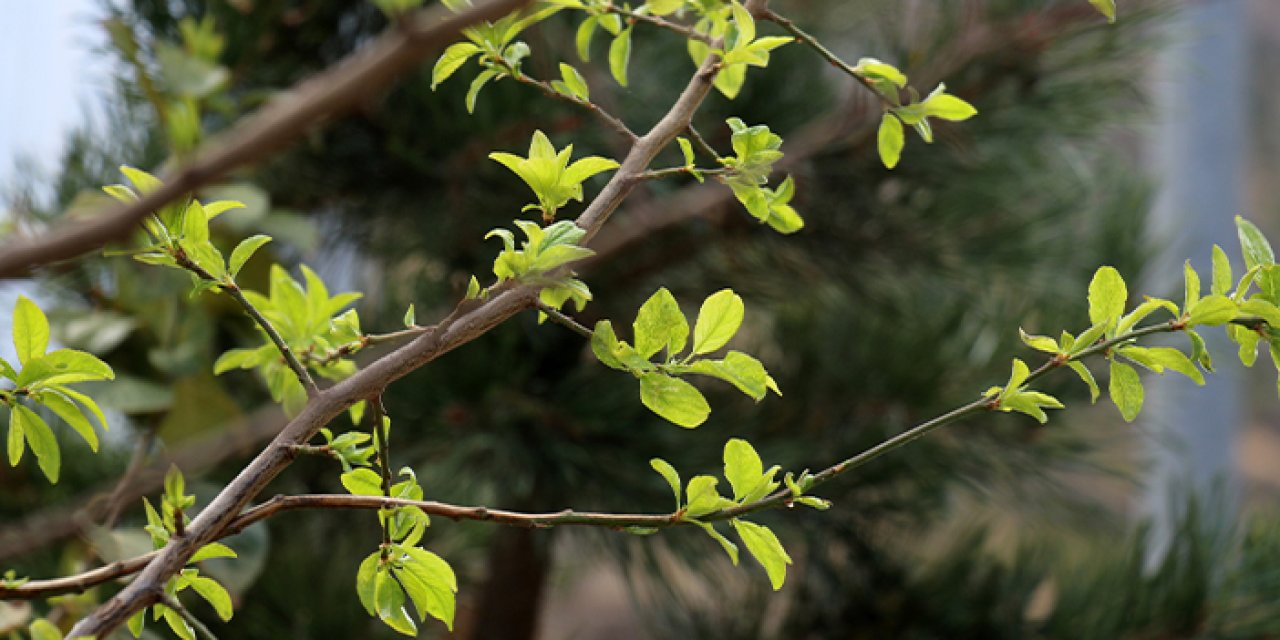 Gümüşhane’de Eylül ayının ortasında erik ağacı çiçek açtı