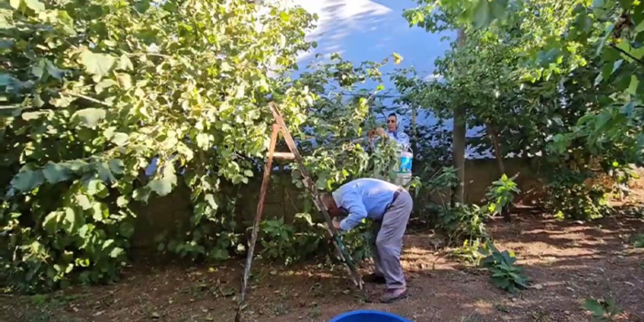 Trabzon'dan götürdüğü fidan ile fındık üretimine başladı
