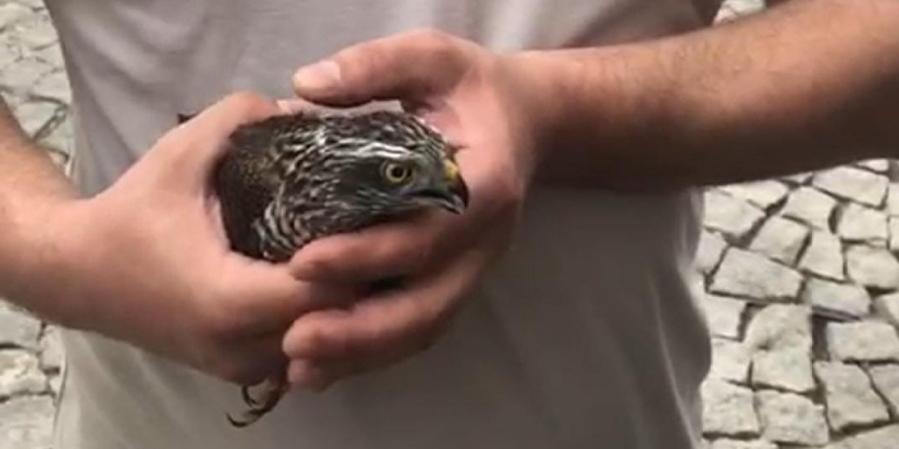 Rize'de şehir merkezine inen atmaca mağazaya girdi