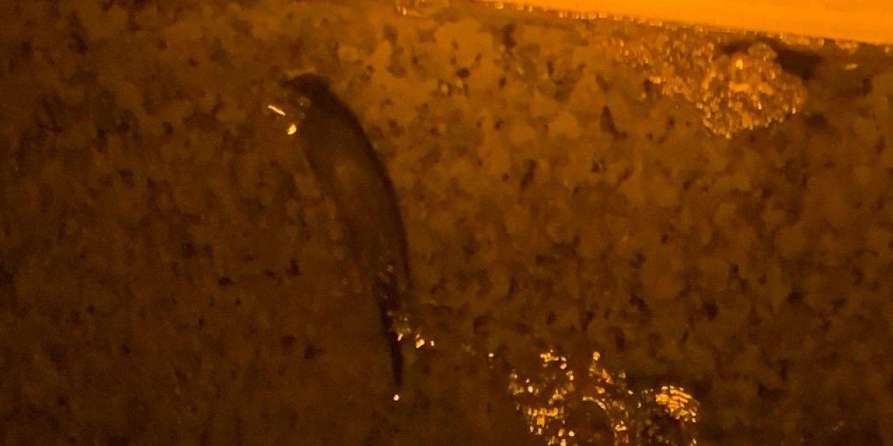 Koruma altındaki su samurları böyle görüntülendi