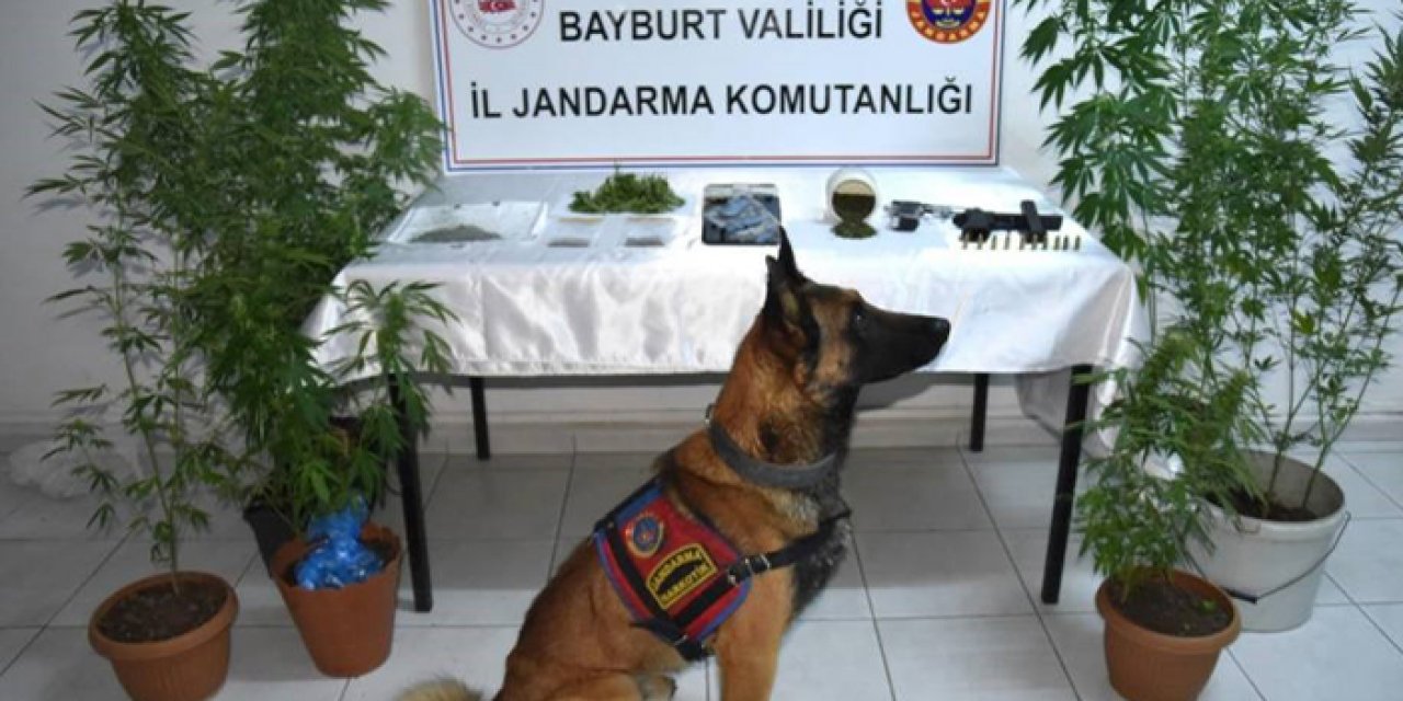 Bayburt'ta yasadışı kenevir ekimi yapan 2 kişi tutuklandı