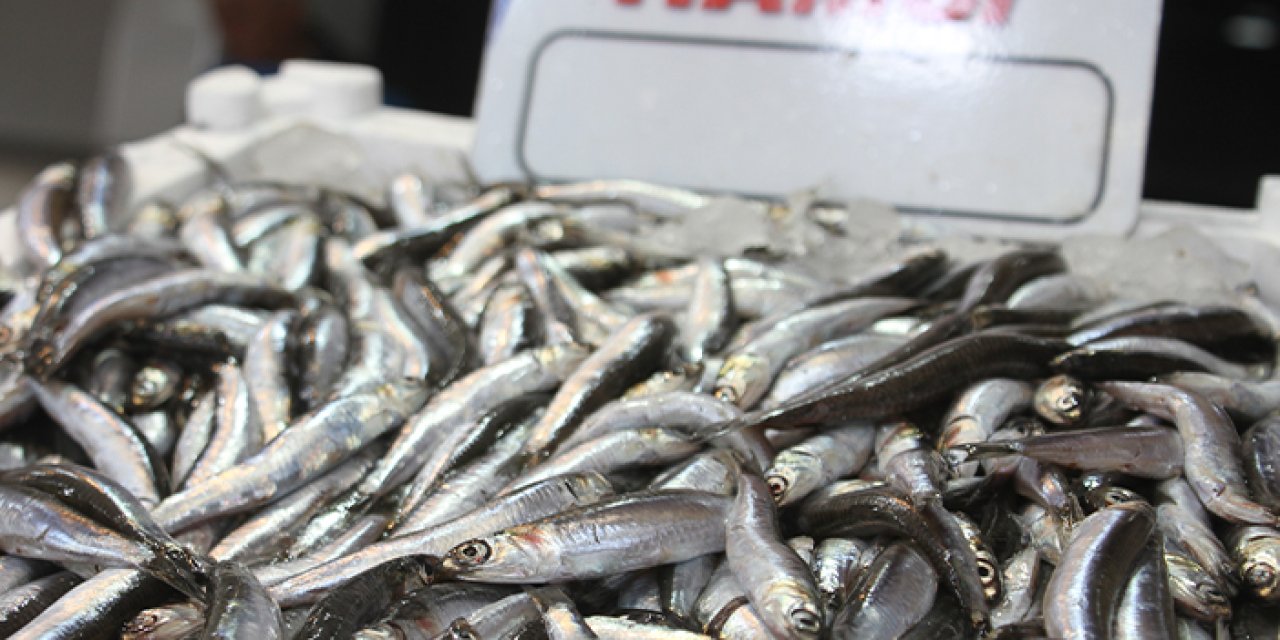 Ordu'da balıkçılar hamsiden umutlu!