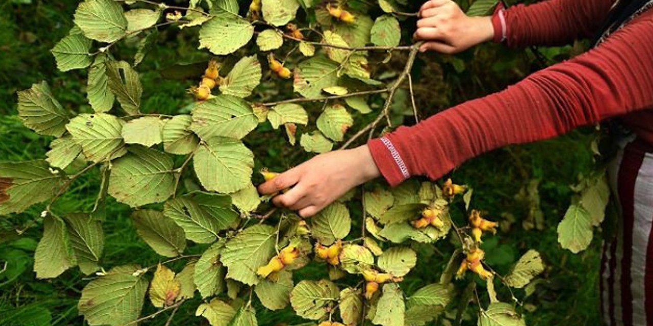 Samsun'da fındık toplarken elini arı soktu! 17 yaşındaki kızdan acı haber