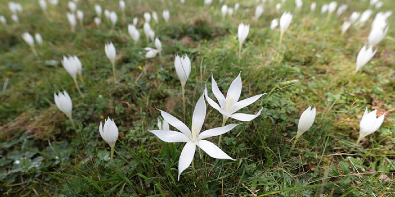 Trabzon ve çevre illerde Vargit çiçekleri yaylaları süslemeye başladı